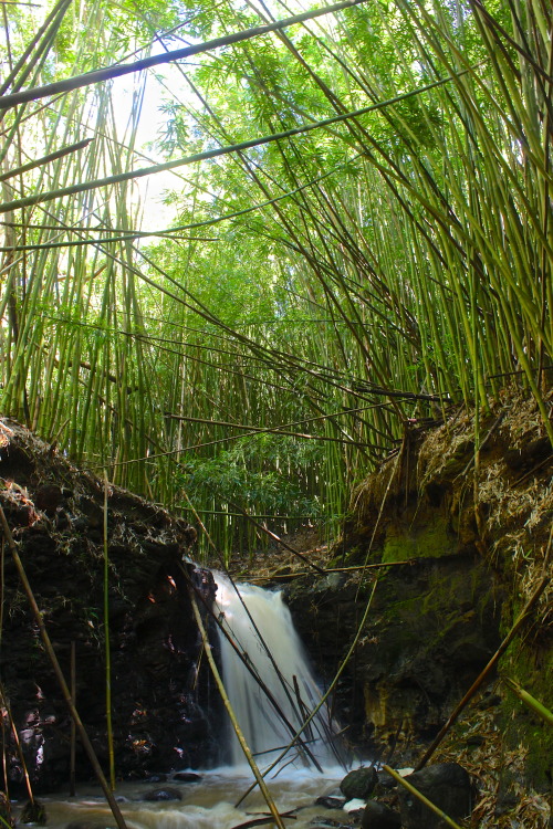 exploring in the bamboo forests of Maui…