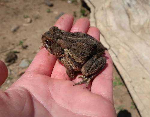 Doctor says I have to hold a toad every day for health reasons