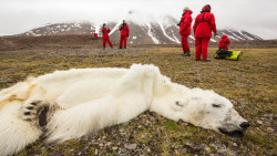 we-are-star-stuff:  Starved polar bear perished