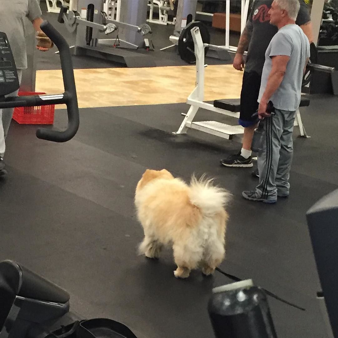 Back to reality.. Fasted cardio before jetting off to Vegas for the day. This little
