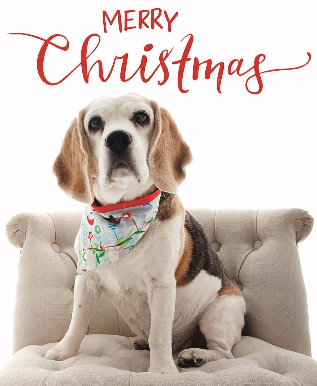 Beagle Rescue Victoria Inc. — Love our Christmas card