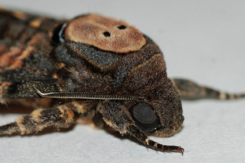 twistedtwinsproductions: coyotesaint: Death’s-head Hawkmoth Hello, little death dealer.