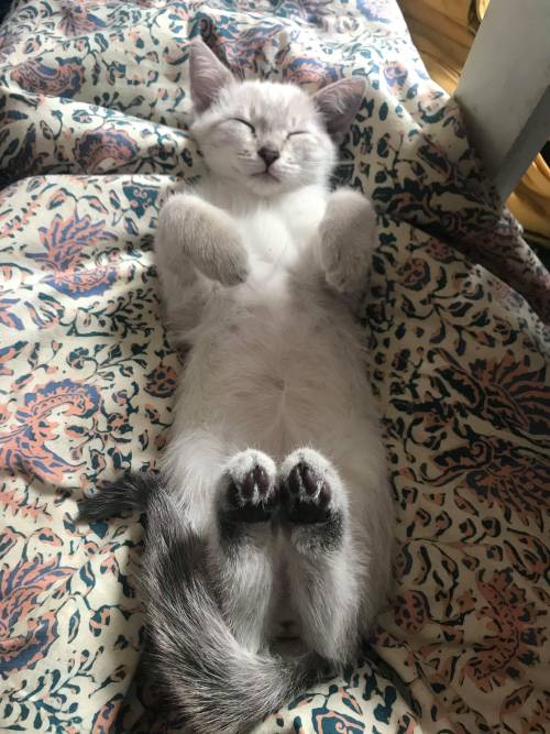 bringmecatsposts:She often sleeps like that.