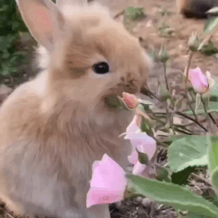 Youre So Adorable And Just Like A Little Bunny!