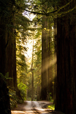 heyfiki:  Redwoods Rays of sunshine reflect