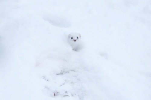 animal-addiction-love:Japanese netizens shot a group of big shots in the snow for