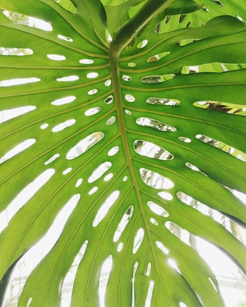 #Monstera deliciosa growing like weeds at #HakodateBotanicalGarden. http://bit.ly/2T6B0Yr