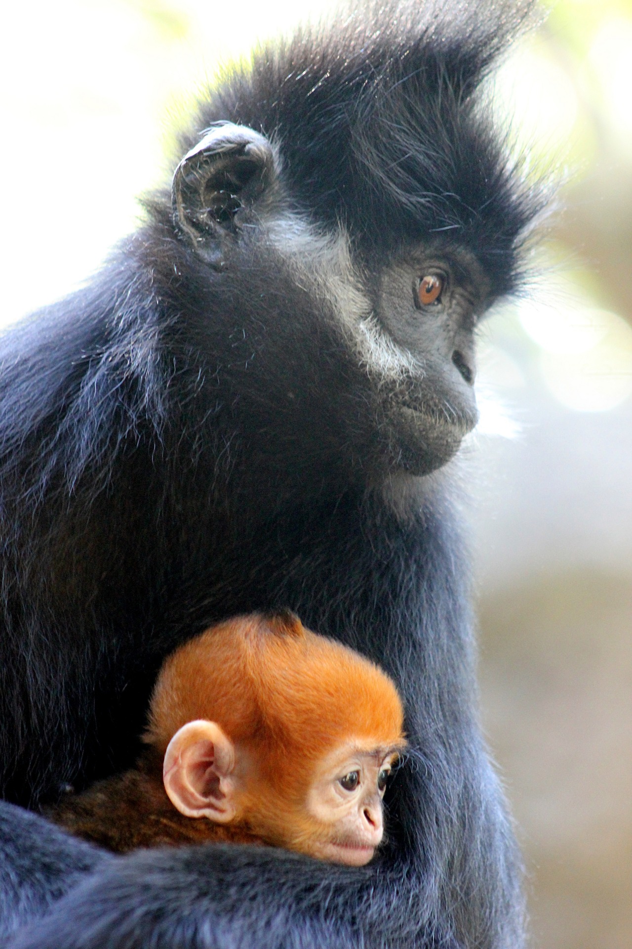 Tech Social Media And Gifs In Pictures Here S A Rare Baby Orange Monkey Being