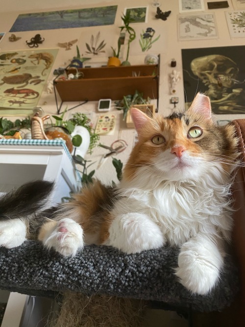 Porn photo lilachour:Peaches hopes everyone is feeling