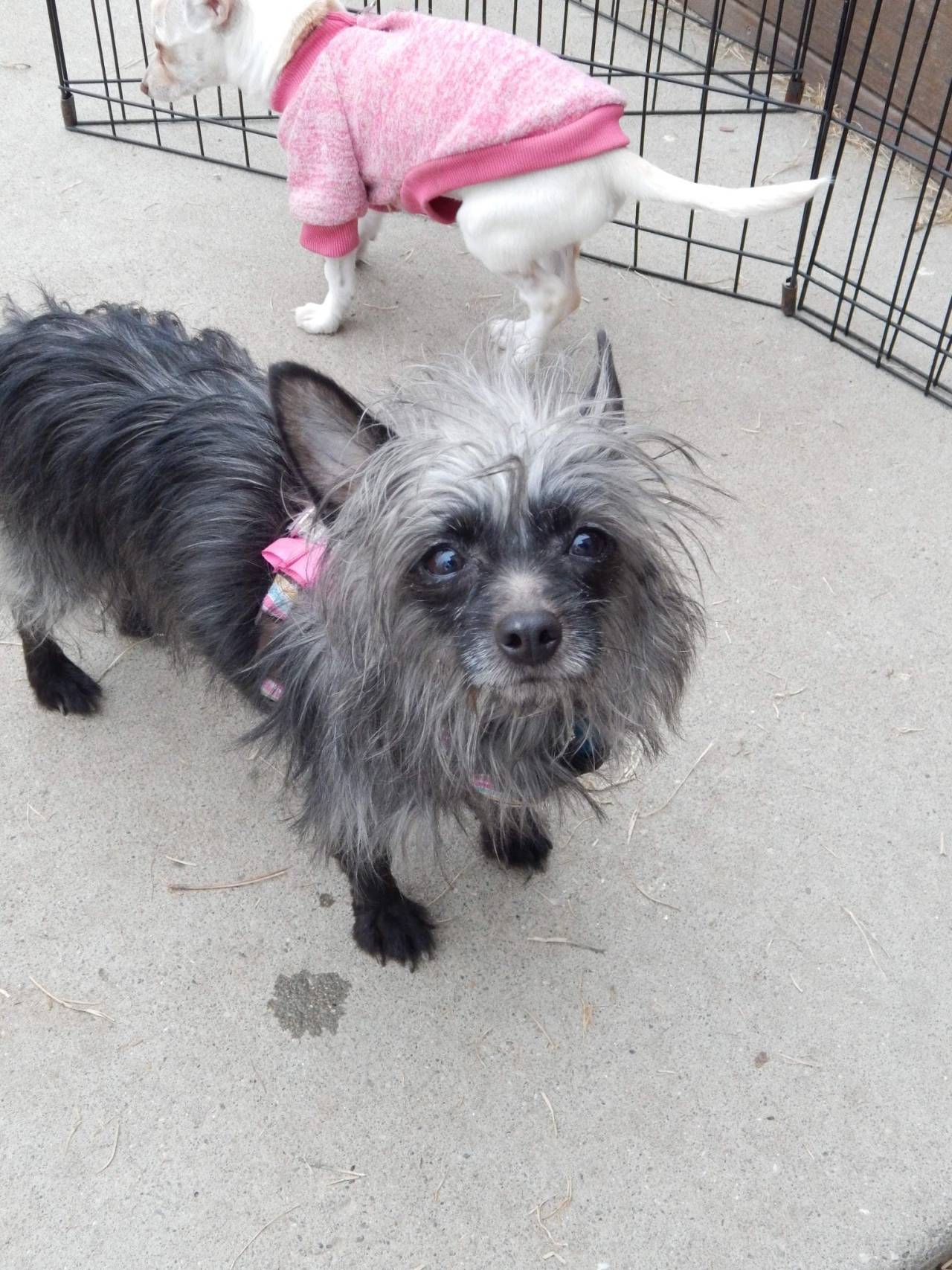 grizzled little feather duster (i want this dog fr) (source)