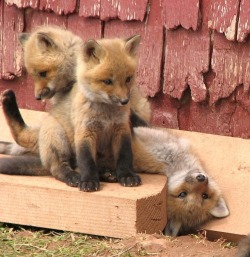 awwww-cute:Silly lil baby foxes (Source: