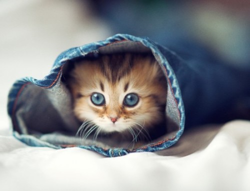 sexymonstersupercreep:  detoxtoretox:  the—pleiades:  The one where it’s under the hat IT’S SO CUTE.   The cuteness of this kitten equals the ugliness of the faces I make at the sight of it. 