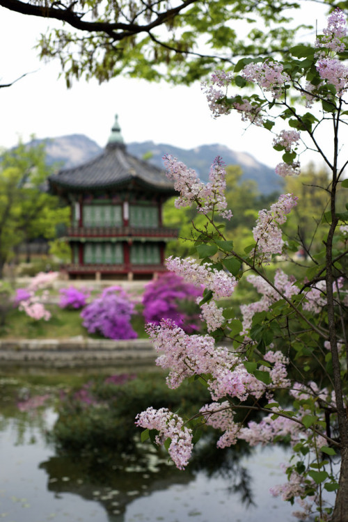 mistymorningme: Korean Spring by Leigh MacArthur © Leigh MacArthur