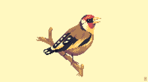 1029. Goldfinch