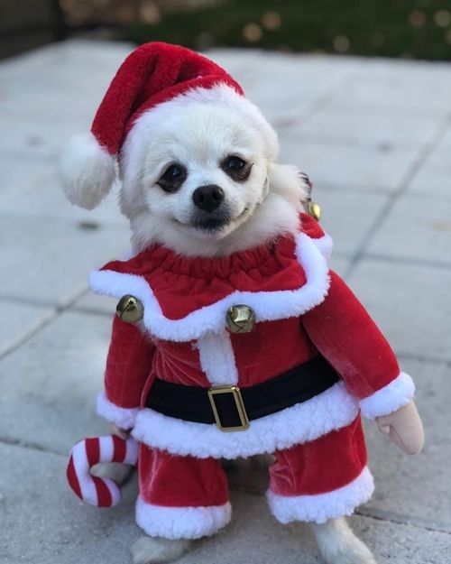cutepetclub:  From @@teecee155 & @pcarragino: “Dont mind me, I’ll just be hibernating til Christmas 😴 ” #cutepetclub [source: http://ift.tt/2EQBmeC ]