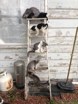 corporation-cats:  Ladder of Cats 