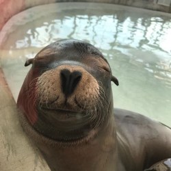 neaq:  Here’s a heart-shaped sea lion snoot for your Monday evening enjoyment! (at New England Aquarium)