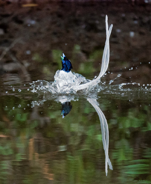 fuckyeahchinesefashion:Chinese Paradise-flycatcher /Terpsiphone incei in dongzhai 董寨, henan ◇ photo 