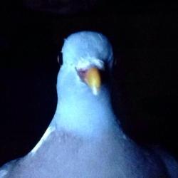 ceasepool:  supersharpshooter1995:  my brother just came into my room so excited to show me these photos of a pigeon he met  nice 