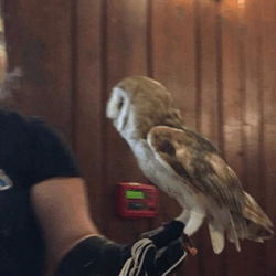 nanonaturalist: deathcomes4u:  fuckyahumor:  knitmeapony:  lampfaced:  nanonaturalist:  demonladytakkuri:   nanonaturalist:   Barn Owls are THE BEST. They are in a separate family from all other North American owls, and instead of whoo hoooting they do