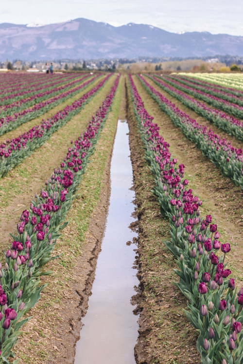 Fields of tulips at Roozengarde, Skagit Valley, WA.