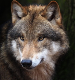 beautiful-wildlife:  Wolf Portrait by Herbert Bücher