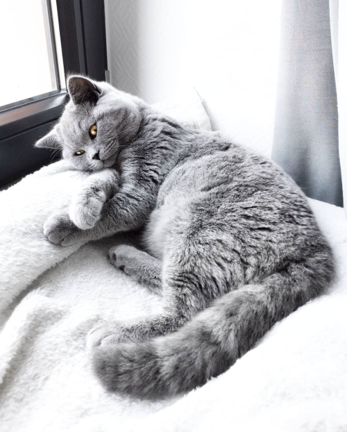 gentle-breeze: favorite-aesthetic: This cat is gorgeous Source Beautiful gray kitty..gorgeous