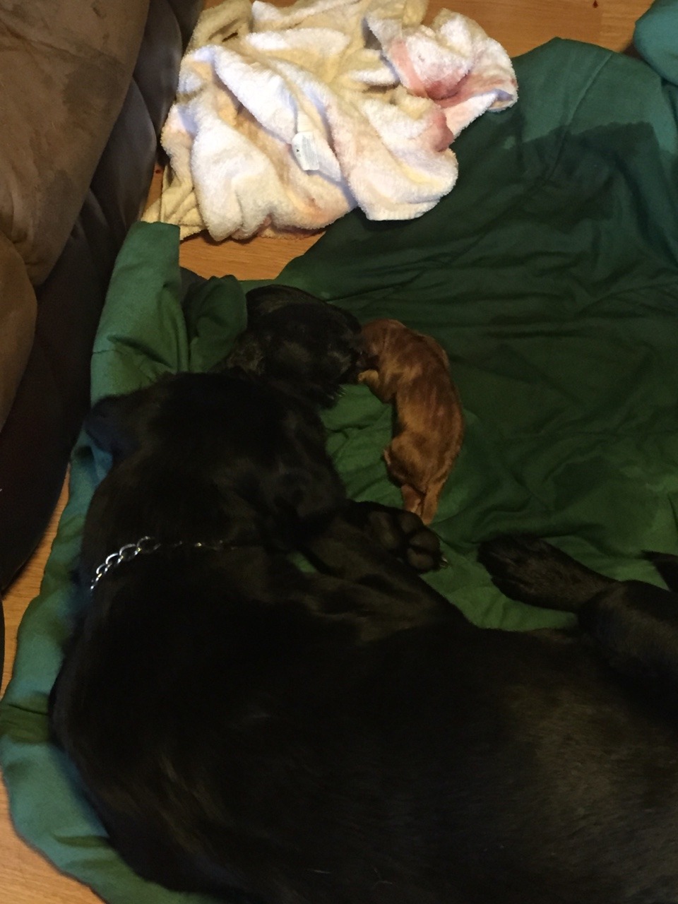 Roommates dog is having puppies 😀😁😍