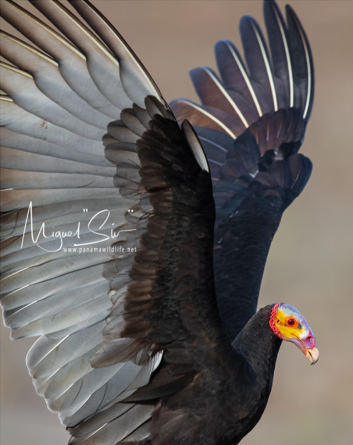 end0skeletal-undead:Lesser yellow-headed vulturePhotos byMiguel “Siu”