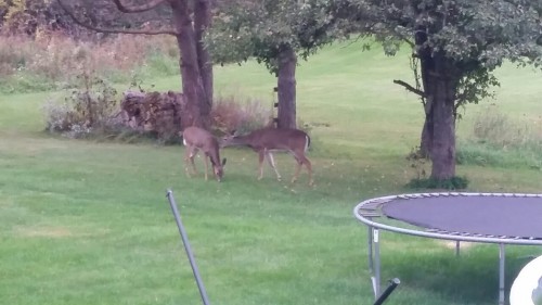 cuddlebugriki:  More deer! <3 Yay :)  They’re getting ready for winter @cuddlebugriki.  Three days ago a flock of 22 turkeys walked trough the yard.