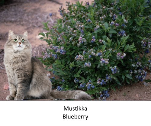 Good news for blueberry lovers: this year’s wild blueberry crop in Finland is expected to be the mos