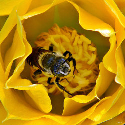 outdoormagic:  The Early Bee Gets The Pollen by bob in swamp on Flickr.