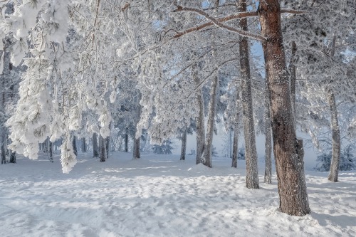 expressions-of-nature:  Walk in the Winter Forest by Marina Fomina