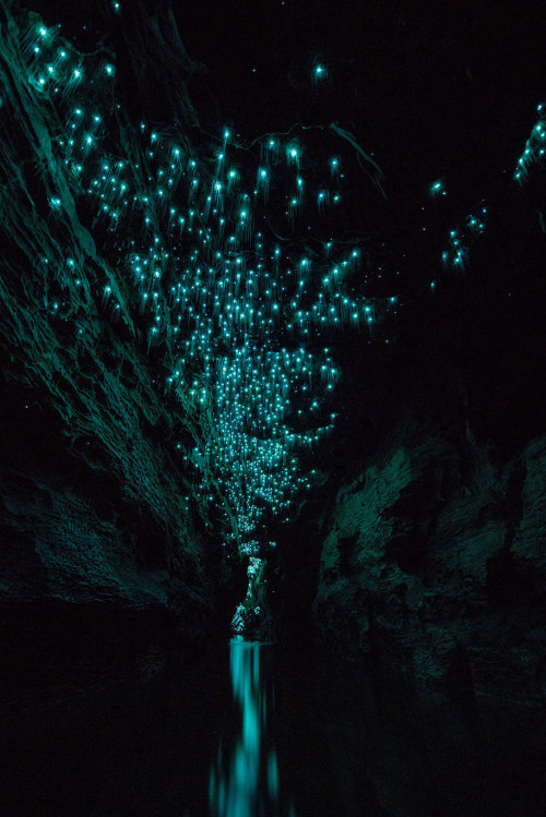 bogleech: bughaze:  landscape-photo-graphy:  Glowworms Illuminate New Zealand’s Caves Photogra