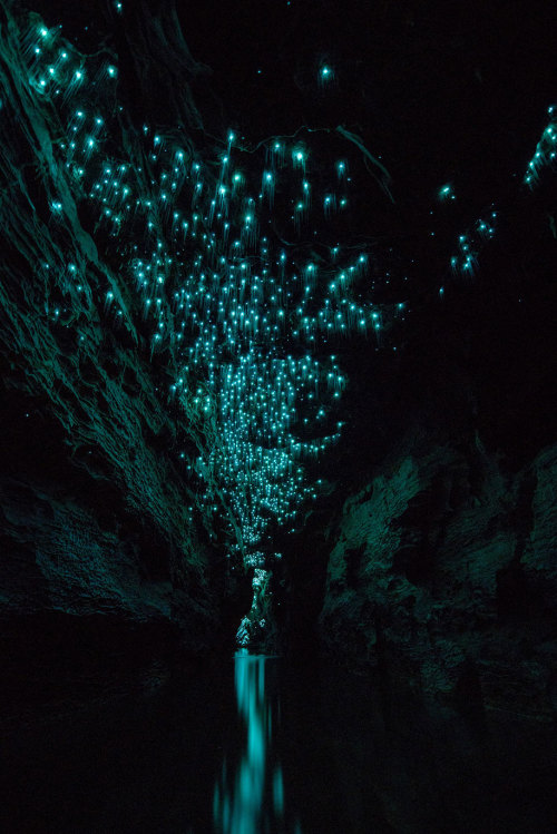 bogleech:bughaze:landscape-photo-graphy:Glowworms Illuminate New Zealand’s CavesPhotographer S