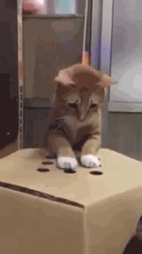 Catleecious