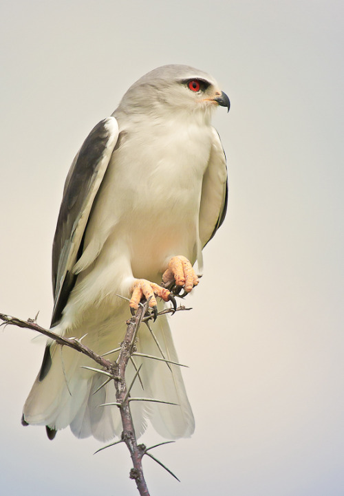 emuwren:The Black-shouldered Kite - Elanus axillaris, are medium to small raptors. Though reported a