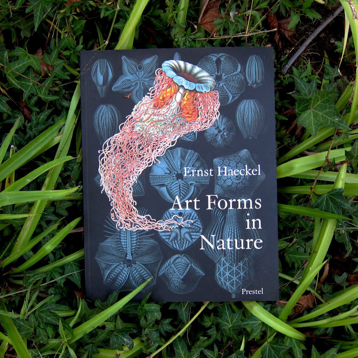 jtotheizzoe:  winkbooks:  Art Forms in Nature – Eye-popping art prints from an