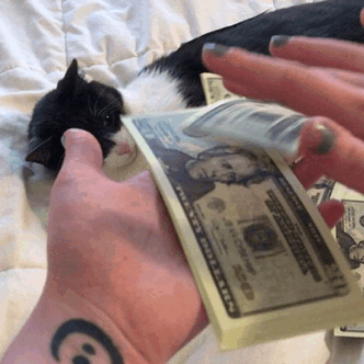 When it’s payday and you blow your money on stupid shit.   (Prop money, real cat)