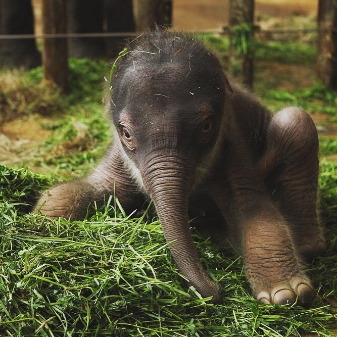 wildlifediary:  thebabyanimals  