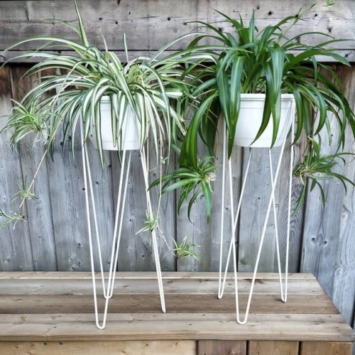 Tomorrow&rsquo;s the big day: I&rsquo;m doing some final prep for these spider plants - they
