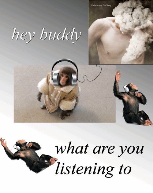 collarbonesband: STYLISH MONKEYS NEED STYLISH MUSIC