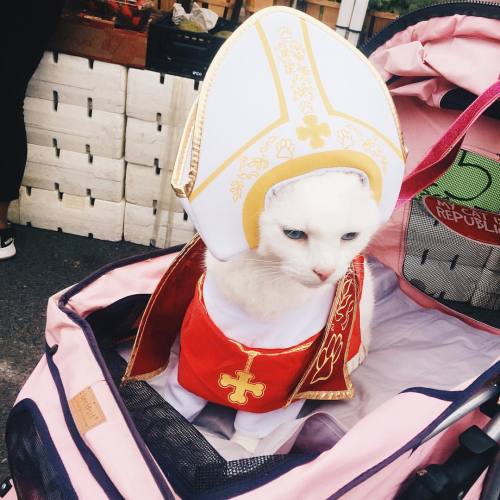 starbar:Out at the farmer’s market when I came across the cat pope.Just had to get a picture. #petso