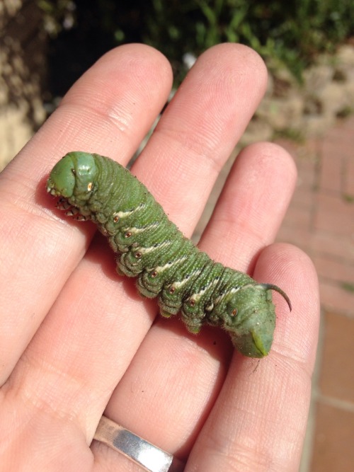 buggirl: Found a hornworm (caterpillar of Sphinx moths) on the sidewalk today. So I put him in some 