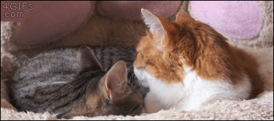 Yeha cats!