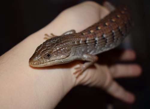My fiancé bought us a CB pair of Southern Alligator Lizards at the reptile show! They&rsq