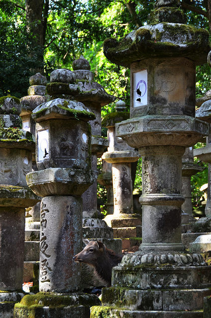 Deer in Lanterns by pokoroto on Flickr.