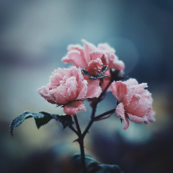 floralls:    by sandrawiklander    