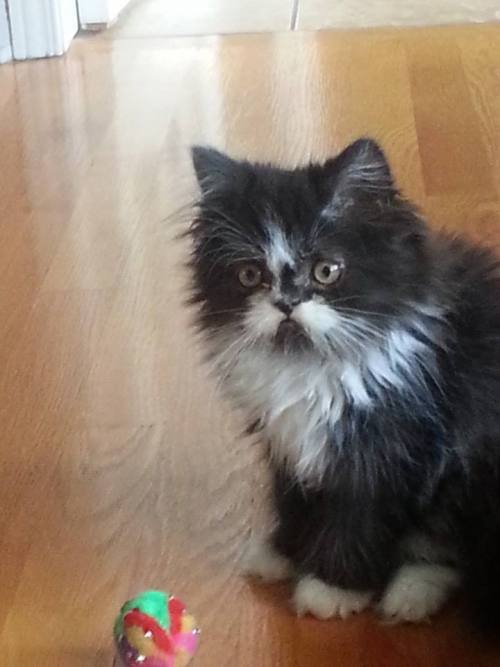 jimhines:catsbeaversandducks:His name’s Atchoum and he has the furriest face ever!”Hypertrichosis is