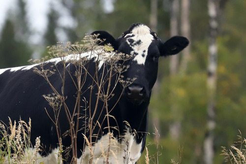 michaelnordeman:Cows in Edsåsdalen, Jämtland, Sweden.